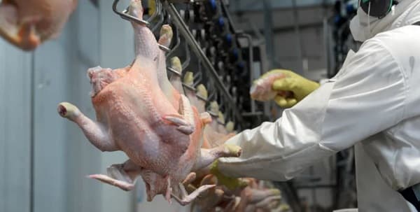 Carne aviar paraguaya a punto de conquistar el mercado taiwanés