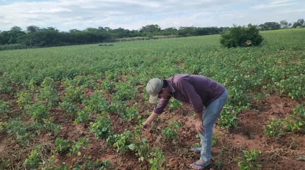 Sequía golpea duramente la producción agrícola en Concepción