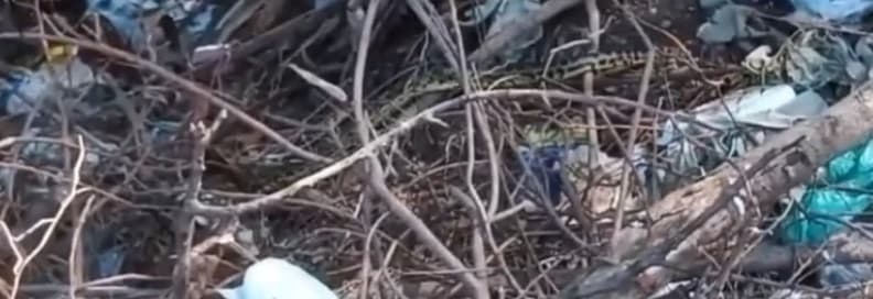 Boas constrictoras sorprenden en colegio de San Antonio