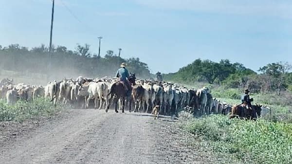 Mortandad de ganado en Horqueta: el impacto del frío extremo y la deforestación