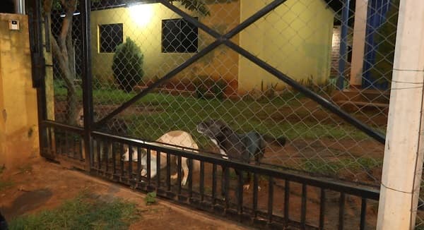 Héroes de cuatro patas: Perros evitan robo domiciliario en Guarambaré