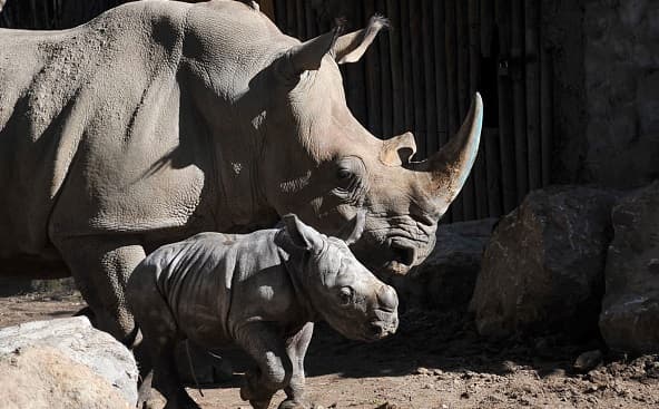 Rinoceronte blanco nace en Chile y desafía la extinción