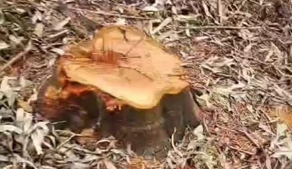 Tala de eucaliptos desata controversia en Juan de Mena