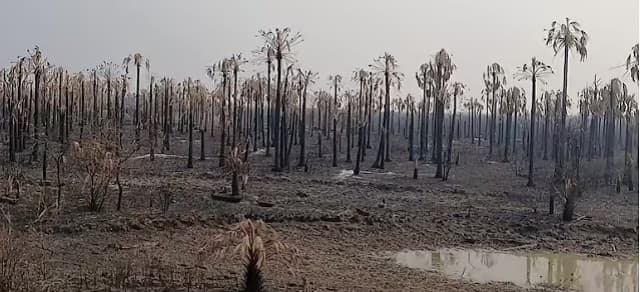 Estafador se hace pasar por fiscal y engaña a ganaderos chaqueños