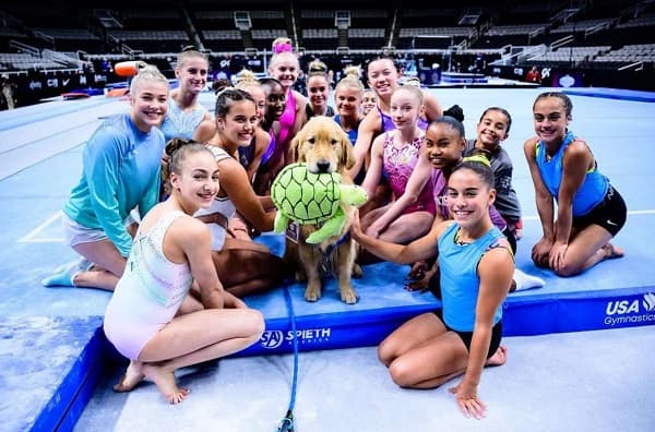 Beacon: El golden retriever que revoluciona el apoyo emocional en la gimnasia olímpica de EE.UU.
