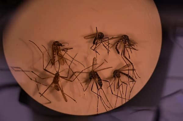 Detectan patrón climático que anticipa brotes de dengue