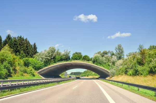 Paraguay innova con primer paso de fauna elevado en CMDE