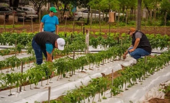 Reclusos cosechan 150 kilos de locote en proyecto de reinserción