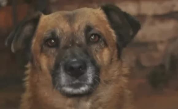 Can callejero frustra robo y se convierte en héroe local