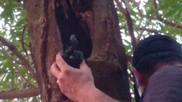 Desmantelan clan de microtráfico con crack oculto en un árbol en Hernandarias