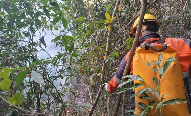 Lluvias apagan incendios forestales en el Chaco, informa Mades