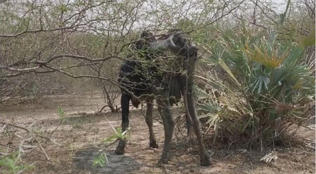 Sequía extrema: Ganaderos de Alto Paraguay en crisis