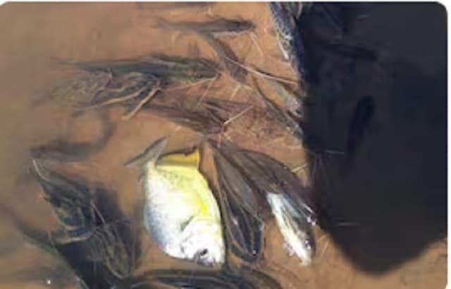 Continúa la mortandad de peces en el río Pirapó por posible contaminación