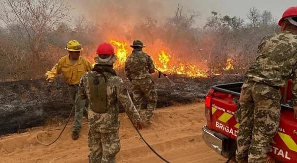 Defensa Animal insta a no espantar aves que buscan refugio