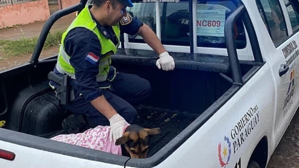 Laika, la perra que defendió a su dueño en un asalto y fue herida