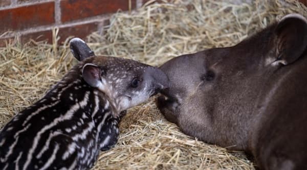 Nace un nuevo tapir en la reserva Bela Vista de Itaipú
