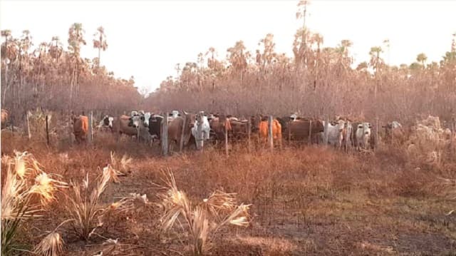 Recuperan 80 vacunos robados del presidente de la Conmebol en Alto Paraguay