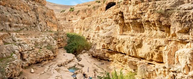Científicos reviven un árbol bíblico milenario con propiedades medicinales