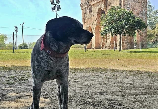 Chuco, el perro de Humaitá que inspira con su historia