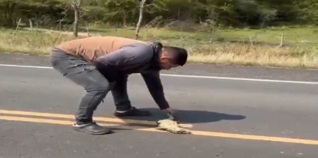 Hombre intenta rescatar a un lagarto y es arrollado por un auto