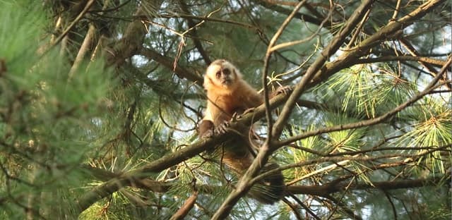 Monos en parques de Pilar por deforestación