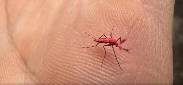 Crean mosquitos rojos para combatir el dengue: una técnica innovadora en evaluación