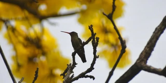 Octubre inicia con máximas extremas: se esperan hasta 43°C