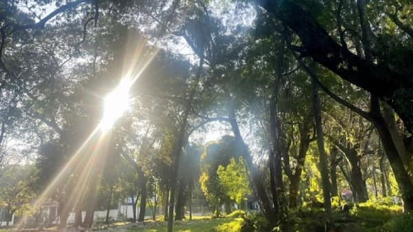 Diputados archivan proyecto y bosque San Vicente queda en riesgo