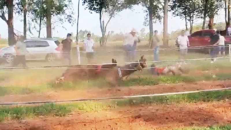 Menor herido tras caída de caballo en carrera clandestina en Itapúa