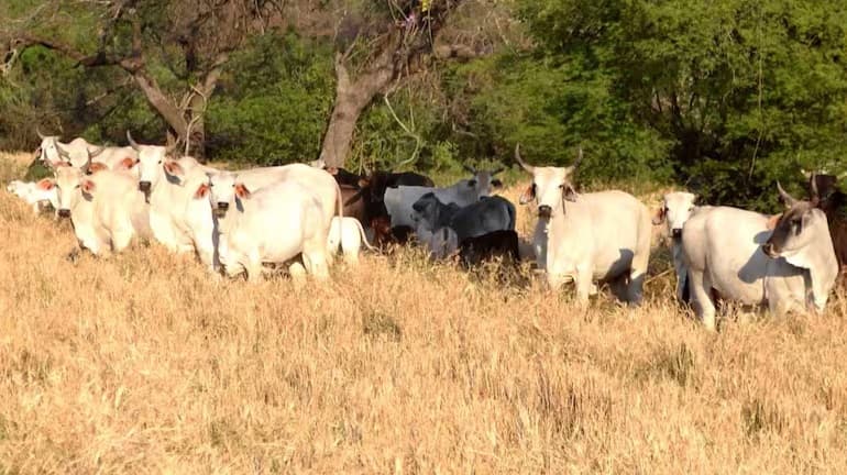 ONG denuncia impacto ambiental en el Chaco por producción de colágeno
