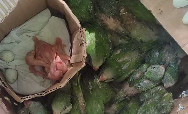 Mades rescata 24 animales del tráfico ilegal en el país