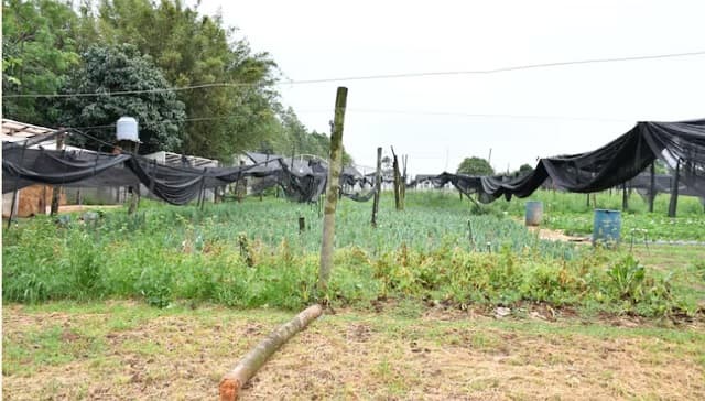 Temporal causa graves daños a productores en Santa Rosa, Misiones