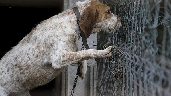 Ley de protección animal endurece penas contra maltratadores