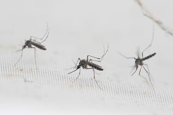 Alerta por dengue: Paraguay podría enfrentar un verano complicado