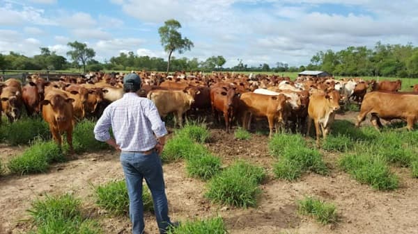 Precio de la carne: productores buscan consenso con industriales
