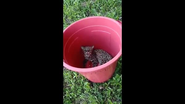 Bomberos rescatan tirica en escuela agrícola