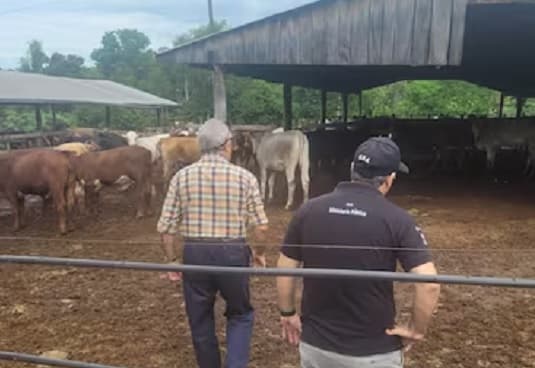 Desarticulan red de abigeato: 11 detenidos, incluidos policías