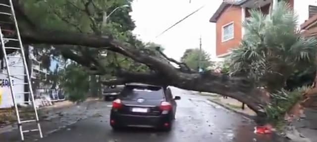 Conductor de plataforma intentó cruzar bajo árbol caído en Asunción