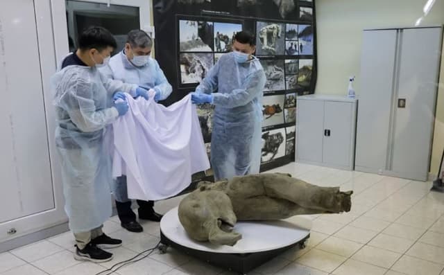 Descubren un mamut de 50.000 años en Siberia