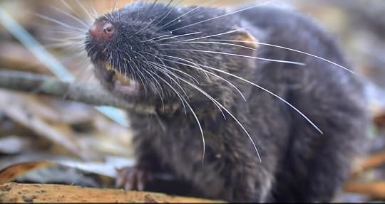 Un ratón que nada y 27 nuevas especies fueron descubiertas en Perú