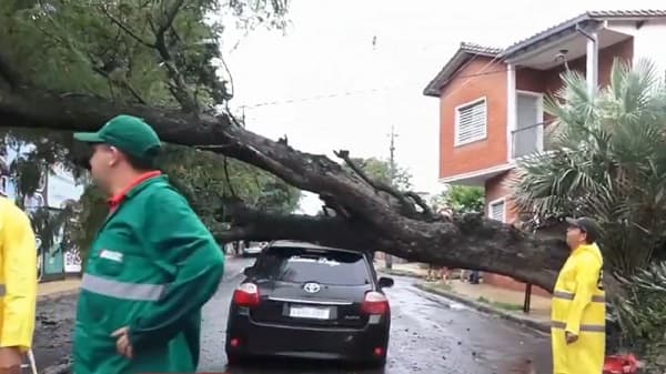 Conductor viral: Nueva versión tras chocar contra árbol caído