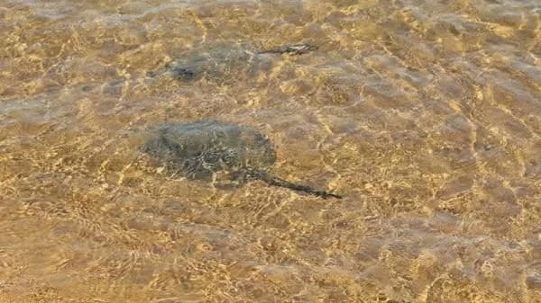 Alerta por picaduras de raya en playa de Encarnación