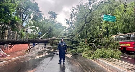 Árbol caído en Mariscal López complica el tránsito