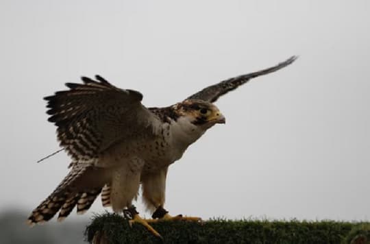 Medidas contra aves en el Silvio Pettirossi para prevenir riesgos aéreos