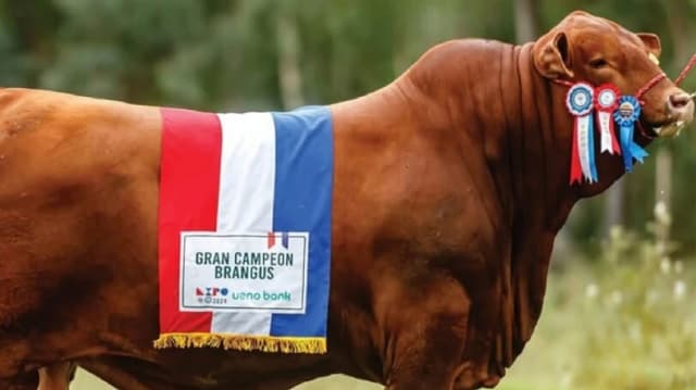 Toro paraguayo Brangus conquista el título mundial