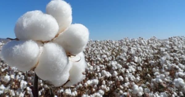 Paraguay’s Cotton Exports Surge 63% in 2024, Driven by Chaco Region