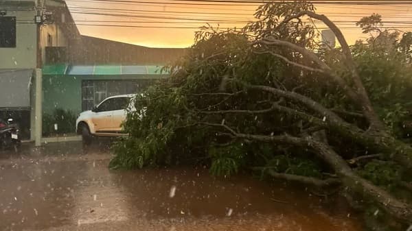 Tormenta en San Alberto derriba árboles y bloquea rutas