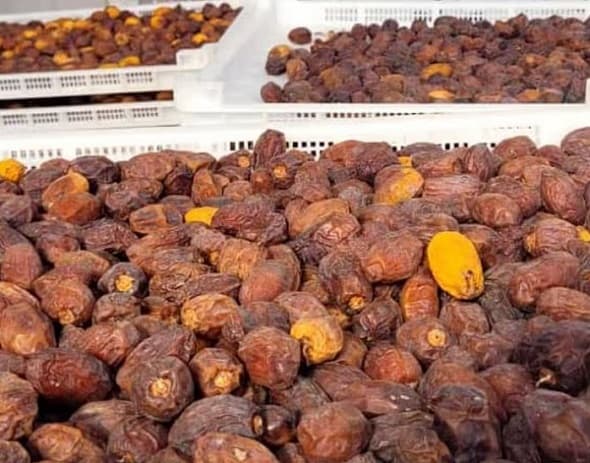 Paraguay Prepares Date Export to Brazil from Chaco Region