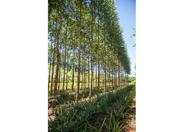 Pequeños productores de Capiibary vencen la sequía con plan innovador