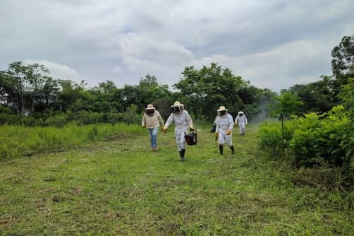 Apicultura: una solución para salvar abejas y familias